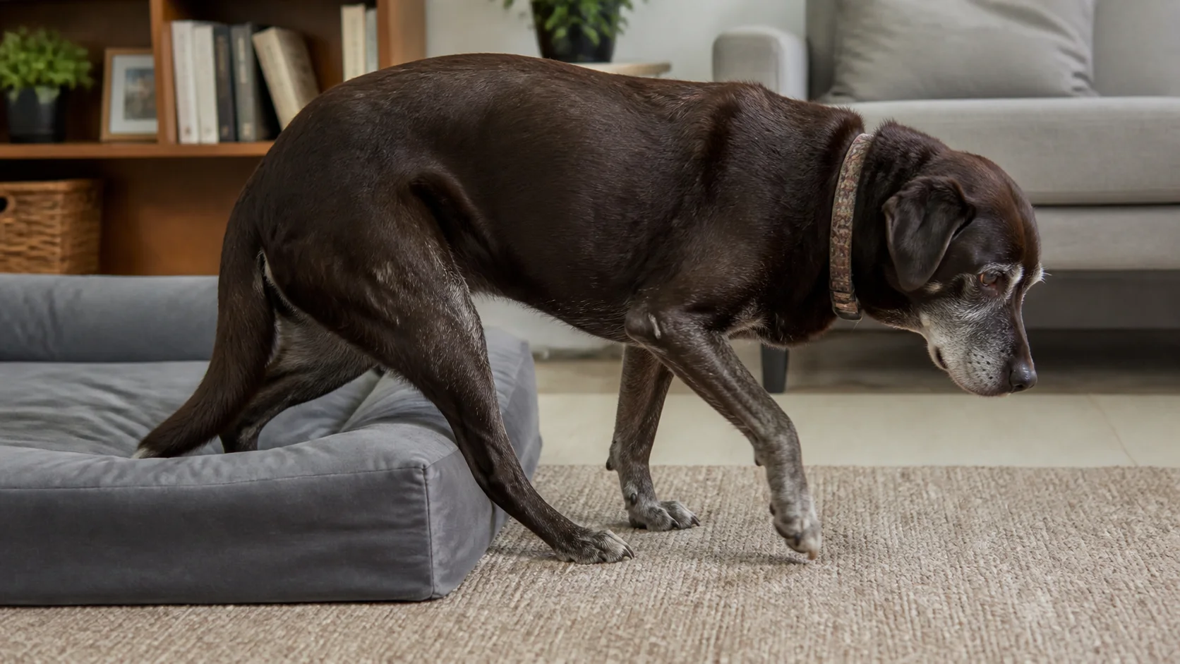 Labrador retriever senior levantándose con cuidado desde una cama ortopédica, con las patas traseras debilitadas
