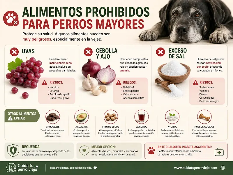 Infografía de alimentos prohibidos para perros mayores como uvas, cebolla y exceso de sal